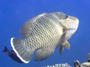 Cheilinus undulatus